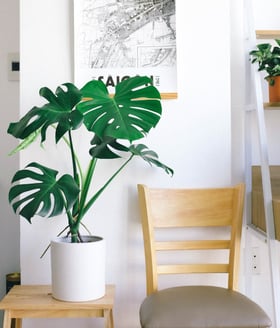 Monstera Deliciosa - swiss cheese indoor plant