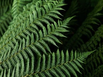fern fern