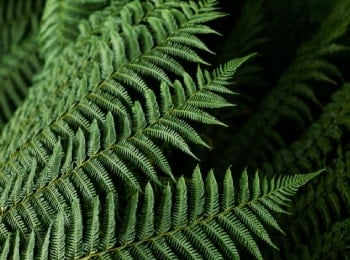 fern