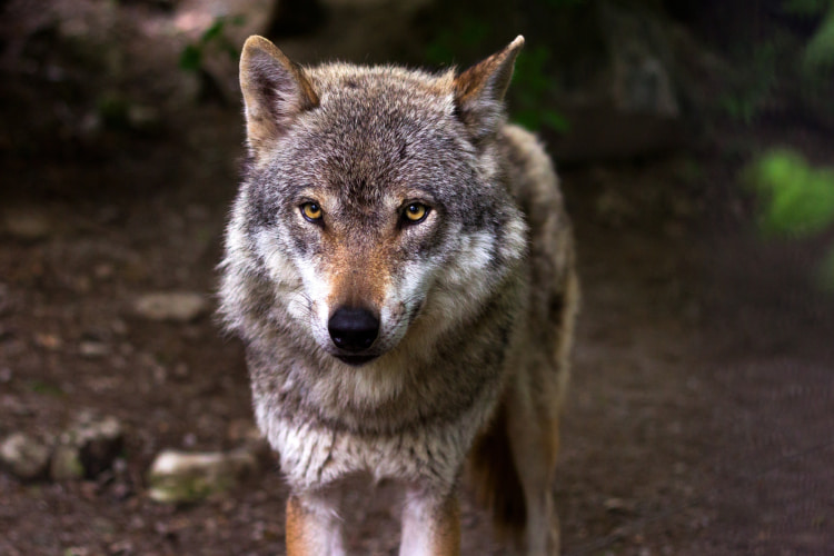 lone wolf - LegalTech Change Management - Fostering a Pack Mentality